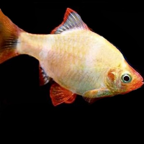Barbus tetrazona albino - Tiger barb albino L